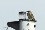Pipit maritime - Anthus petrosus _ nicheur.JPG