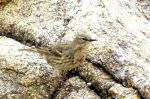 Pipit maritime ( Rock Pipit ) - Anthus petrosus  littoralis