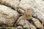Pipit maritime ( Rock Pipit ) - Anthus petrosus littoralis