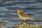 Pipit spioncelle - Anthus spinoletta