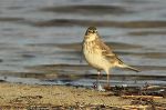 Pipit spioncelle - Anthus spinoletta 