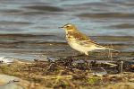 Pipit spioncelle - Anthus spinoletta _