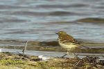 Pipit spioncelle - Anthus spinoletta _ hiver