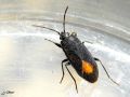 Punaise_Lygaeidés(Lygaeidae) - Aphanus rolandri