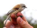 Rémiz penduline _ femelle