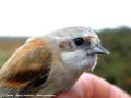 Rémiz penduline _ détail