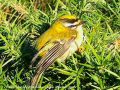 Roitelet à triple bandeau - Regulus ignicapillus _ femelle
