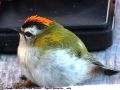 Roitelet à triple bandeau - Regulus ignicapillus _mâle