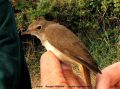 Rossignol philomèle - Luscinia megarhynchos