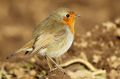 Rougegorge familier - Erithacus rubecula