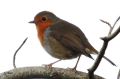 Rougegorge familier - Erithacus rubecula