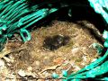 Rougegorge familier - Erithacus rubecula _ nid