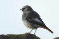 Rougequeue noir - Phoenicurus ochruros