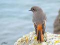 Sternes pierregarin - Sterna hirundo