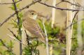 Rousserolle effarvatte - Acrocephalus scirpaceus