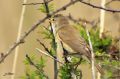 Rousserolle effarvatte - Acrocephalus scirpaceus
