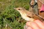 Rousserolle turdoïde - Acrocephalus arundinaceus