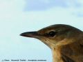 Rousserolle turdoide - Acrocephalus arundinaceus