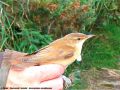 Rousserolle turdoide - Acrocephalus arundinaceus