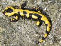 Salamandre tachetée - Salamandra terrestris