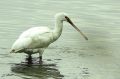 Spatule blanche - Platalea leucorodia