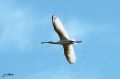 Spatule blanche - Platalea leucorodia _ juv en mue