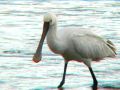 Spatule blanche - Platalea leucorodia