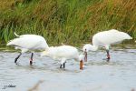 Spatules blanche - Platalea leucorodia