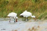 Spatules blanche - Platalea leucorodia