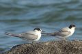 Sterne arctique - Sterna paradisaea_ + S. pierregarin