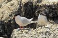 Sterne de Dougall - Sterna dougallii _ adulte + poussin