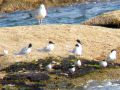 Sternes naines - Sterna albifrons _ les + petites
