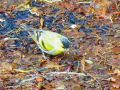 Tarin des aulnes - Carduelis spinis