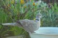Tourterelle turque - Streptopelia decaocto