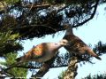Tourterelle des bois - Streptopelia turtur