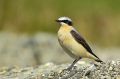 Traquet Motteux - Oenanthe oenanthe _ ♂
