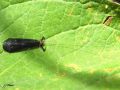 Trichoptera_leptoceridae - Mystacides azureus