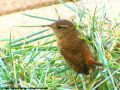 Troglodyte mignon - Troglodytes troglodytes