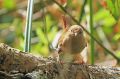 Troglodyte mignon - Troglodytes troglodytes