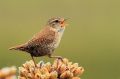 Troglodyte mignon - Troglodytes troglodytes