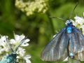 Zygènes bleues (La Turquoise) - Adscita statices _ femelle et mâle
