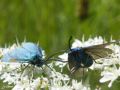 Zygènes bleues (La Turquoise) - Adscita statices _ mâle et femelle