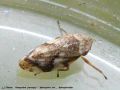   Homoptera (cercope) - Aphrophora alni _ Aphrophoridae