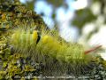    Chenille de La Patte Etendue , La Pudibonde - Calliteara pudibunda _ lymantriidae (776)