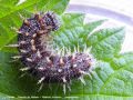    Chenille du Vulcain - Vanessa atalanta _ nymphalinae
