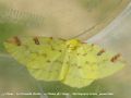    La Citronnelle Rouillée , La Phalène de l‘Alisier - Opisthograptis luteola_ geometridae(579)
