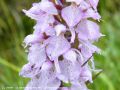    La Dactylorhize Maculée - Dactylorhiza maculata -