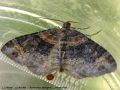    La Rouillée - Xanthorhoe ferrugata _ geometridae(276)
