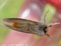    Le Cul Doré - Euproctis similis _ mâle