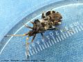   Heteroptera _ Coreidae - Centrocoris variegatus